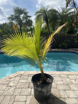 5 Ft tall Coconut Palm Tree