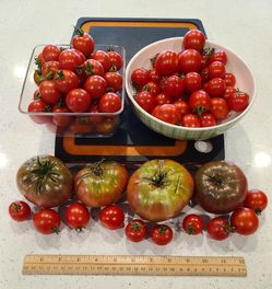 Tomatoes! Cherry & Black Krim! Plant Clippings!