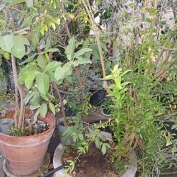 Pomegranate And Guava Tree 