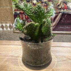 Crested succulent