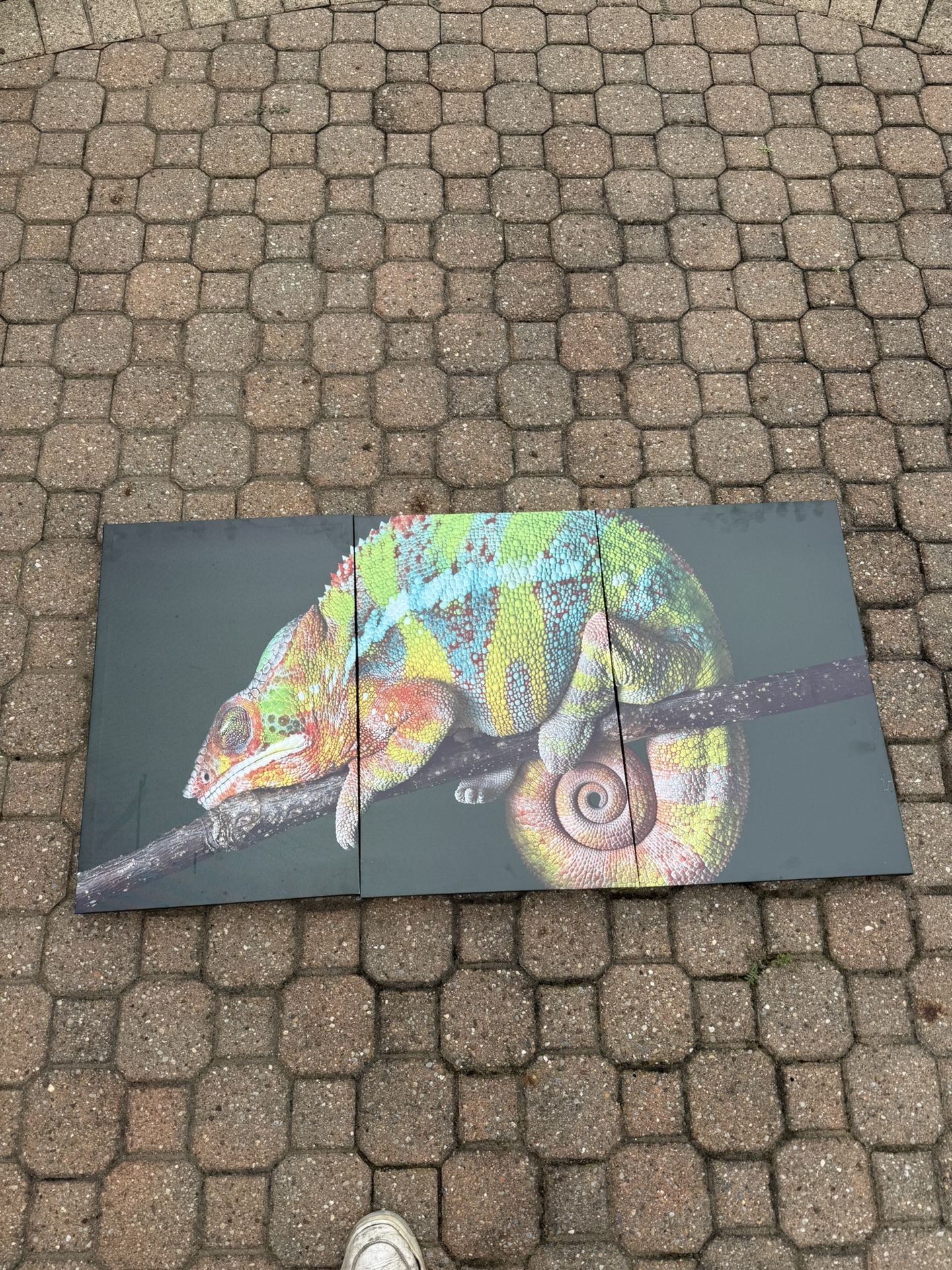 Iguana Wall Art