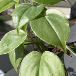 Peperomia Scandens Variegata Plant Rooted Cuttings 