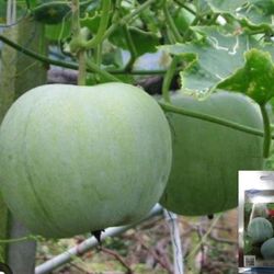 3x Round Wax Gourd Mellon Seedling Plants Producing Hundreds Of Fruits Free Black Eyed Susan Plant 