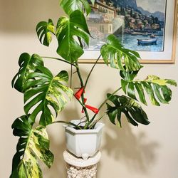 Monstera Aurea Deliciousa Large Form Established Plant