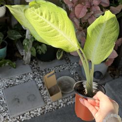 Dieffenbachia 'Camouflage' Plant – 4” Pot | Bright Lime Green Foliage 🌿