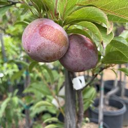 5 Gallon Size - Plum Trees- Pear Trees- Avocado Trees- Loquat Trees -  Cherry Trees - Fig Trees - Apple Trees - Nectarine Trees - Pomegranate Trees - 
