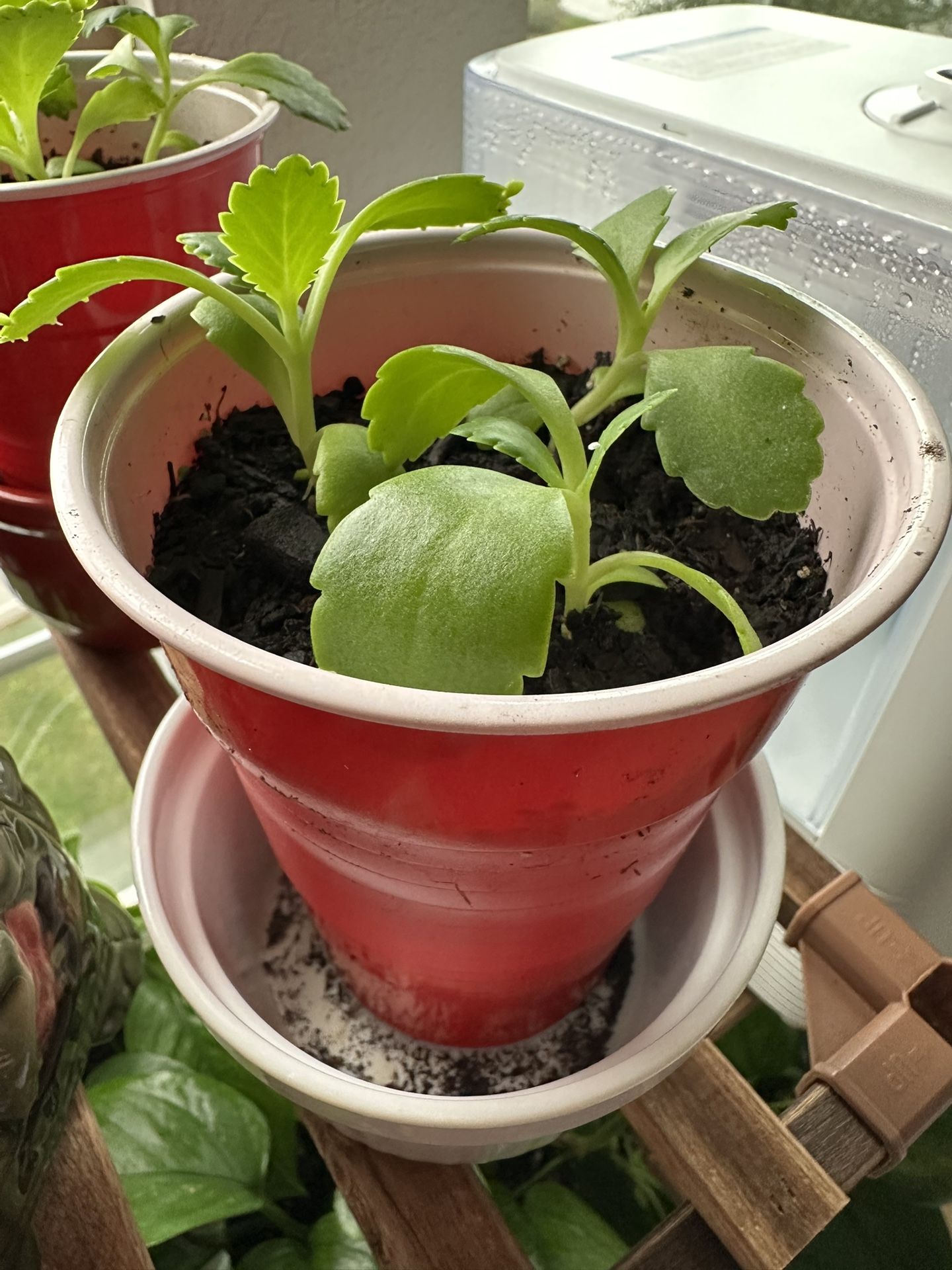 Mother Of Thousands Succulent Baby Plants x3