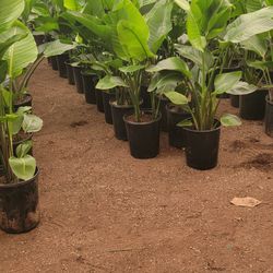 Plant Nursery Worker 