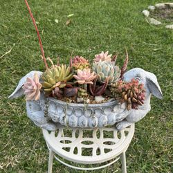 Very Healthy Succulent’s In Beautiful Vase 