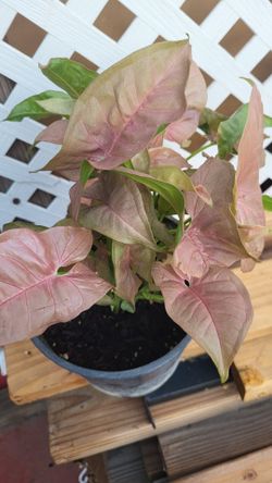 Syngonium pink freckles 4 inch pot