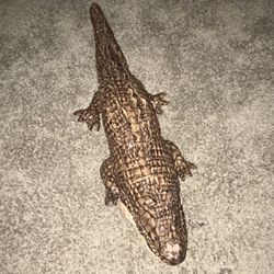 Alligator 