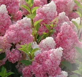 Berry hydrangea
