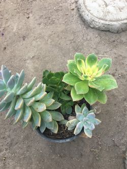 Outdoor plants