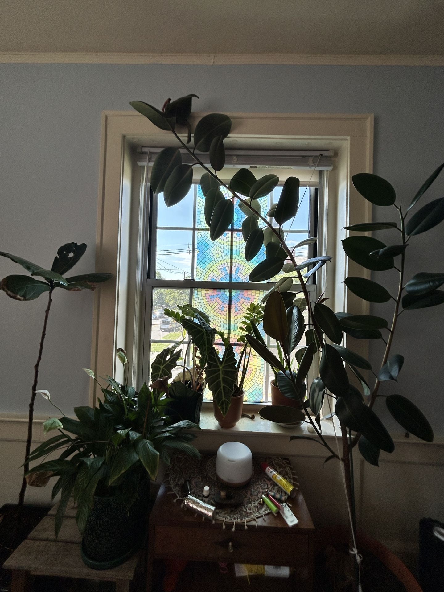 Plants For Sale