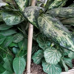 Beautiful Silk Green plants look's Real with Beautiful Basket