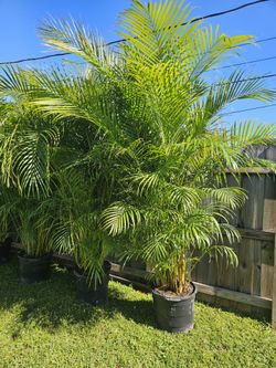 arecas and podocarpus About 8  feet tall over the pot Instant privacy Hedge for fence green full 