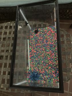 5 Gallon Fish Tank with accessories