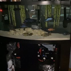 Fx6 Fluval Filter