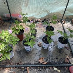 Citronella plants In 4” Pots