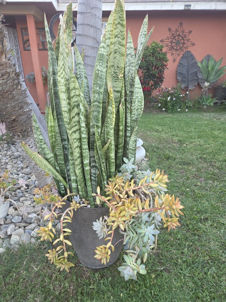 Sneak Plant 