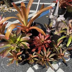 Tons Of Sun Loving Bromeliads