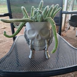Plants