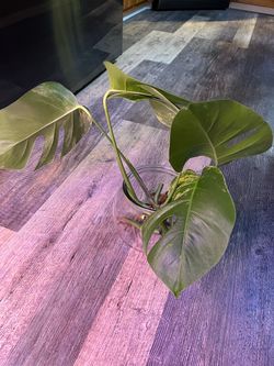 Monstera  Aurea cuttings