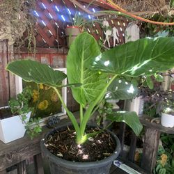 Elephant Ear Plant 5 Gallon Container.