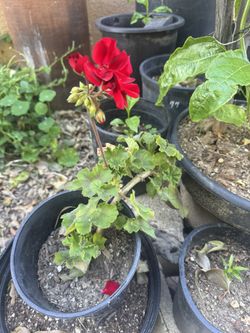 red Geraniums 