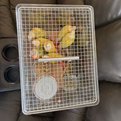 Bird Cage 