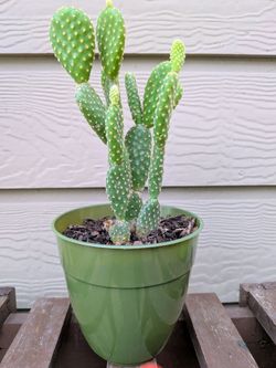 Bunny Ears Cactus Succulent