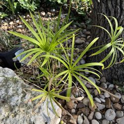 Papyrus Palm 
