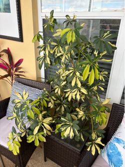 Large plant