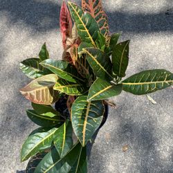 Croton Plant 