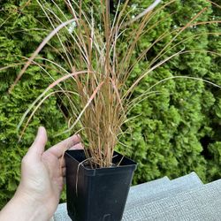 Ornamental Grass Bronze Weeping Sedge. 
