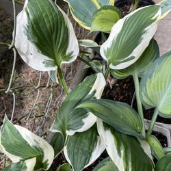 Hostas Perennial Plants.