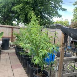 Organic Peach, Cherry, And Nectarine Over 5,6F Tall It's Having Fruit Now $58 Each 