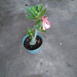 Desert Rose 