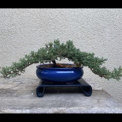 Bonsai Plants $55 Each Firm On The Price