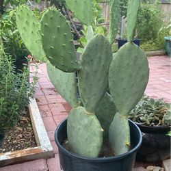 Thornless Cactus 