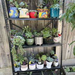 Succulent Sale
