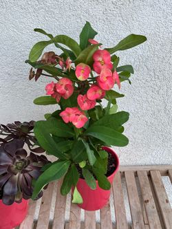 Crown of Thorns plant