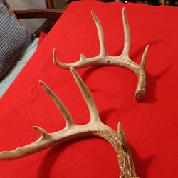 Antlers 