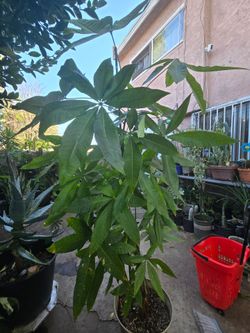 Planta Money tree