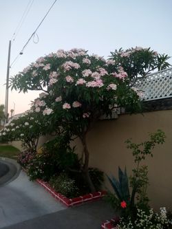 Plantas