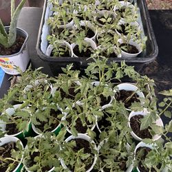 Small Tomato Plant