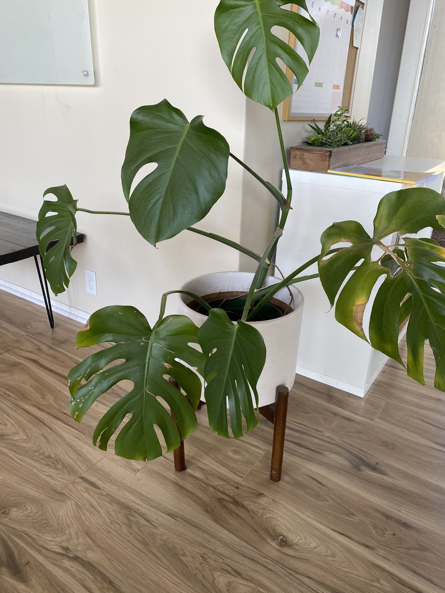 Monstera With Mid-Century Modern Planter Stand