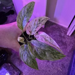 Monstera Laniata Plant Bundle 