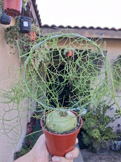 Climbing Onion 🌰 Plant $28