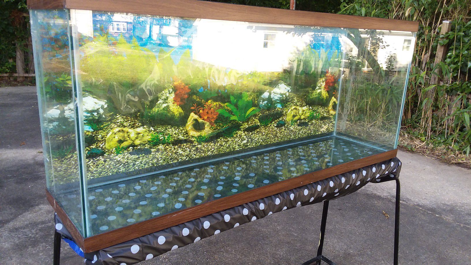 55 gallons fish tank